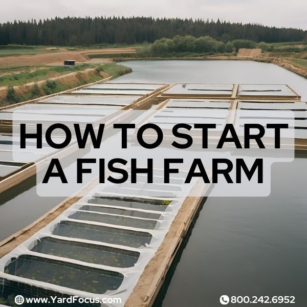 How to start a fish farm