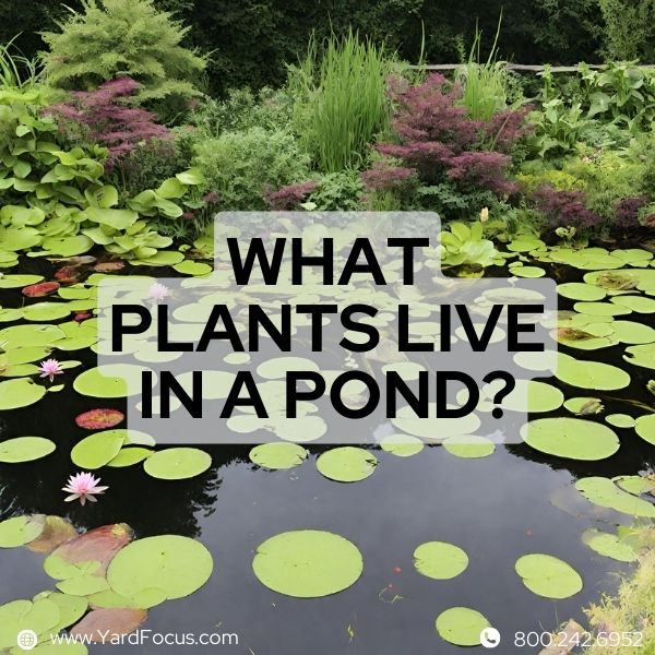 What Plants Live in a Pond?