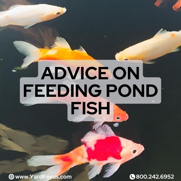 Advice on feeding pond fish