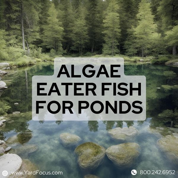 Algae Eater Fish for Ponds
