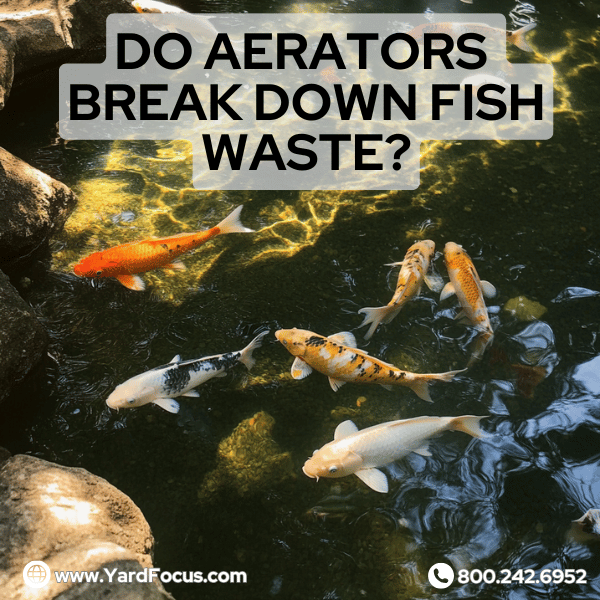 Break Fish Do Aerators Break Down Fish Waste? Discover the Answer! — Yard Focus