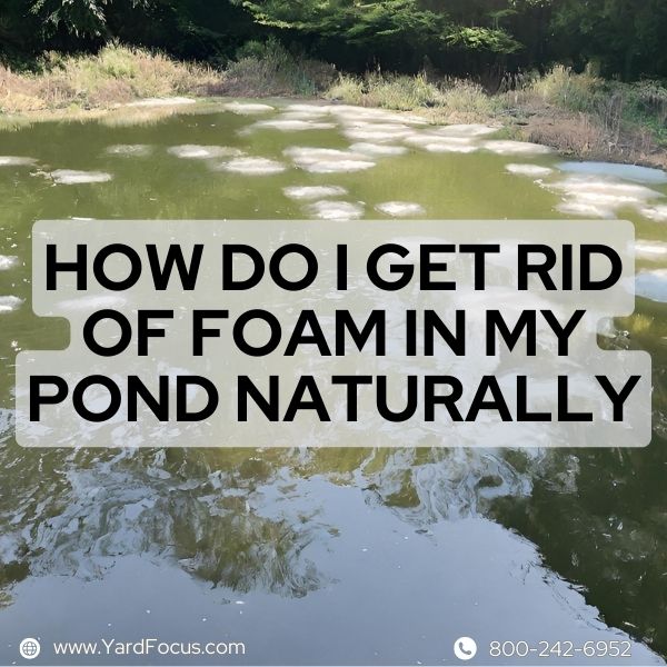 How Do I Get Rid Of Foam In My Pond Naturally Ultimate Guide Yard Focus
