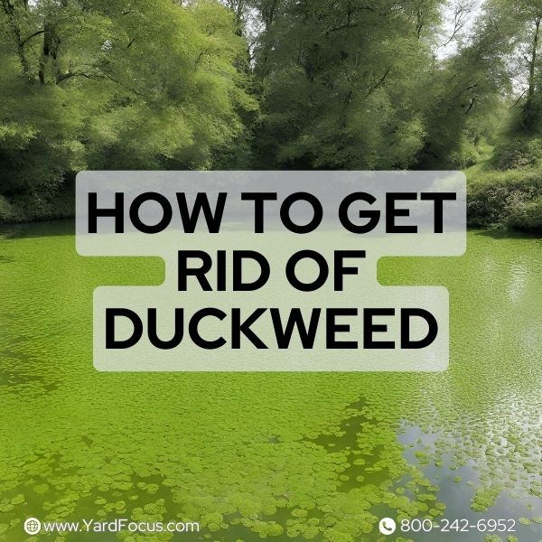 How to Get Rid of Duckweed in My Pond: Top Tips & Tricks