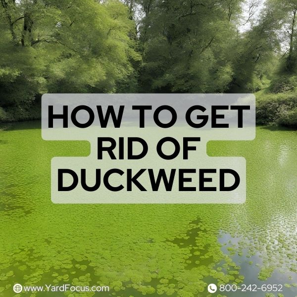 How to Get Rid of Duckweed