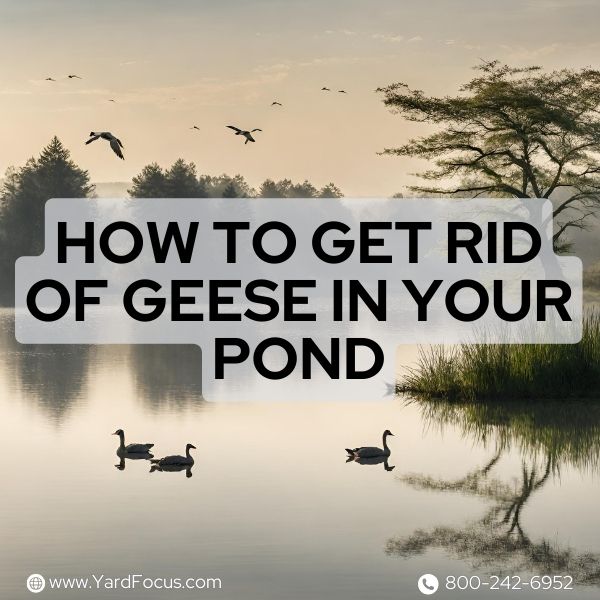 How to get rid of geese in your pond