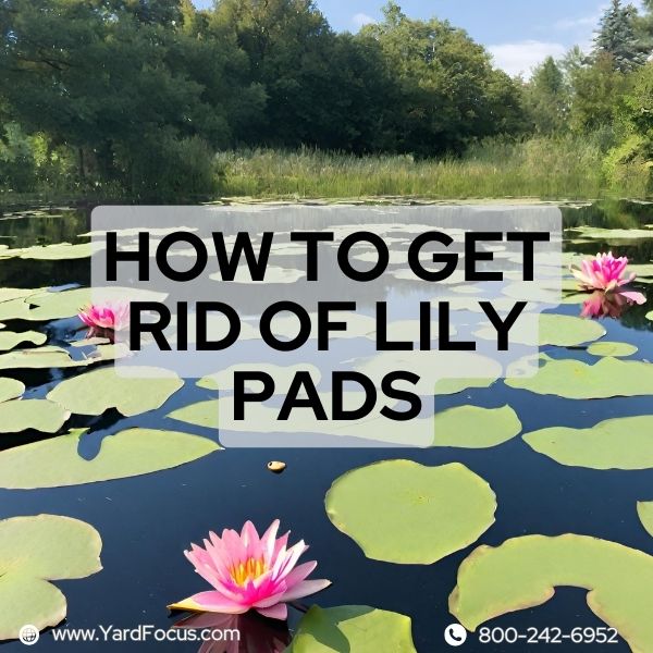 How to Get Rid of Lily Pads