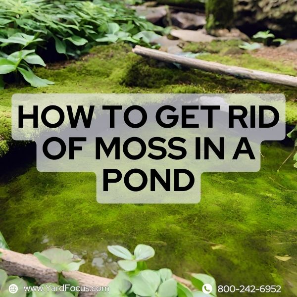 How To Get Rid Of Moss In A Pond