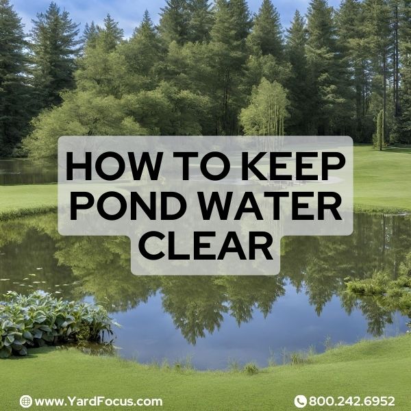 How to keep pond water clear