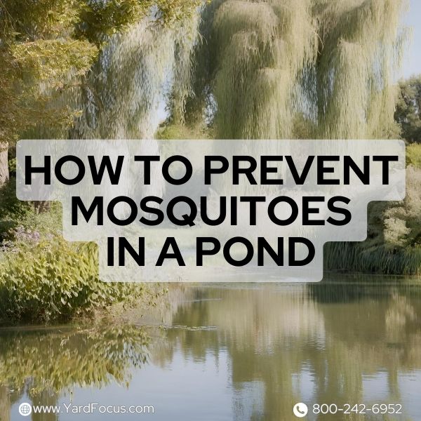 How to Prevent Mosquitoes in a Pond
