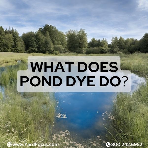 What does pond dye do?