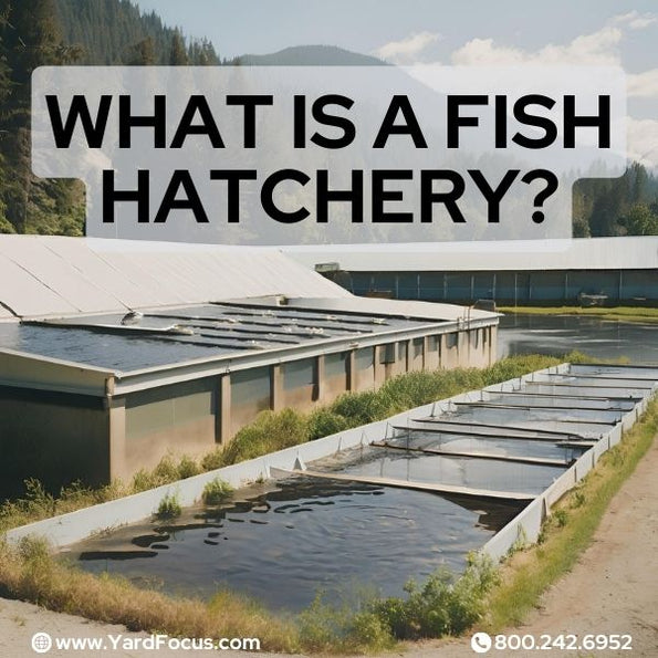 Hatcherry What Is A Fish Hatchery: Everything You Need to Know β Yard Focus